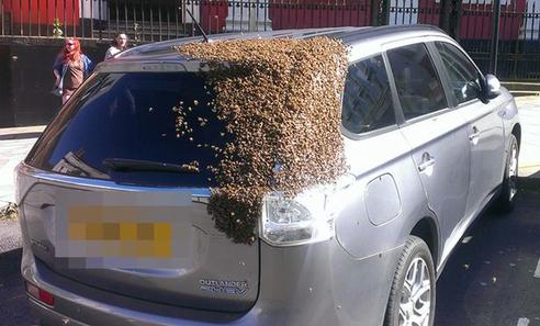 Пчелиная семья два дня преследовала авто, где застряла их матка