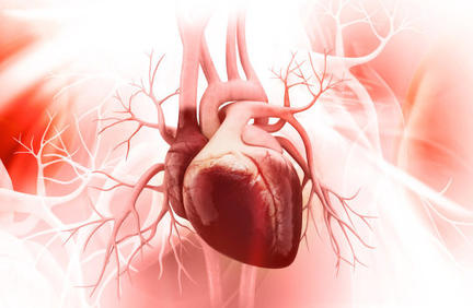 Новая терапия может восстанавливать клетки сердца после инфаркта
