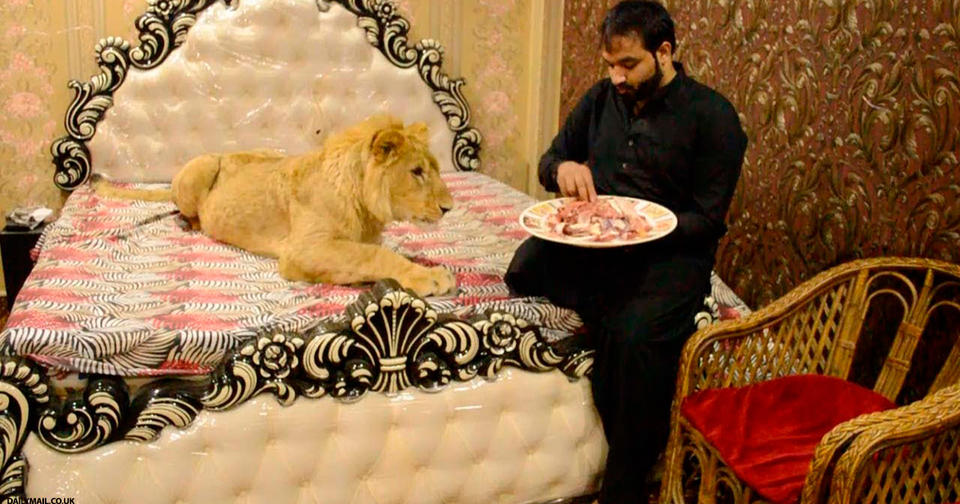 У пакистанца дома живет очень дружелюбный лев, который спит вместе с ним в кровати