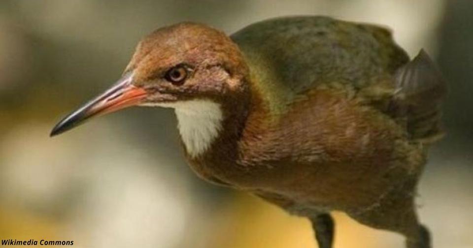 В Африке обнаружили птицу, которая считалась вымершей более 130 тысяч лет назад