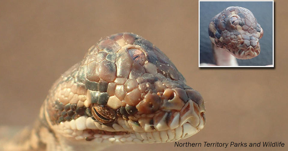В Австралии нашли трехглазую змею. Только посмотрите!