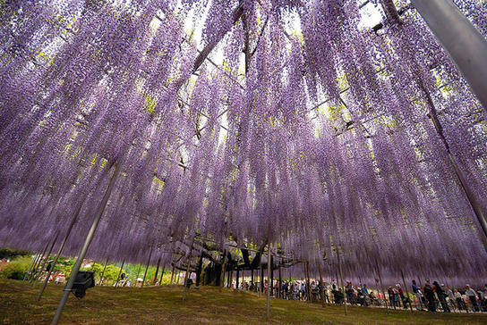В Японии расцвело дерево размером с небольшую ферму - зрелище завораживает
