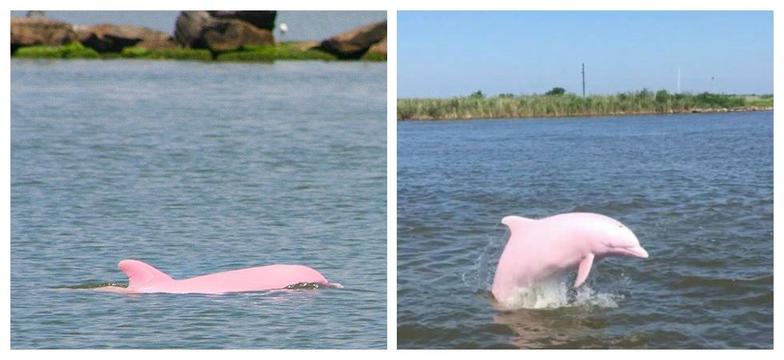 Редкий розовый дельфин попал на камеру. Выглядит как инопланетянин