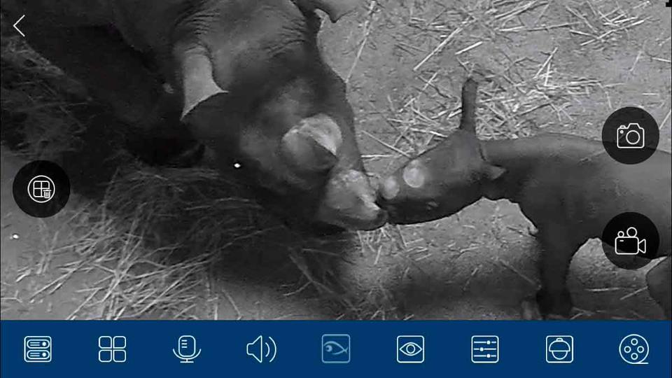В Чикаго родился редкий малыш черного носорога. Вот милейшие фото