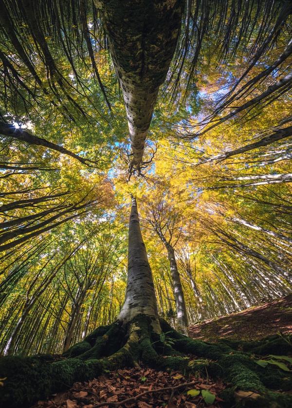 Итальянский фотограф запечатлел волшебную красоту леса снизу вверх