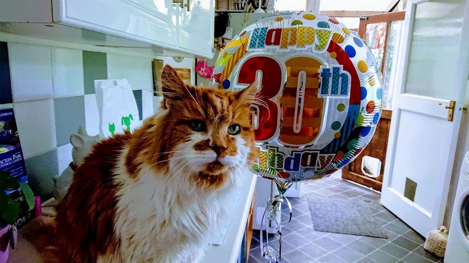 Самый старый живой кот в мире празднует свое 30-летие