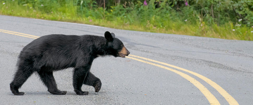 Работники заповедника застрелили медведя, которого перекормили туристы