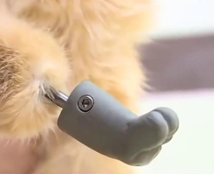 Впервые коту сделали бионические лапы после потери всех конечностей из-за обморожения