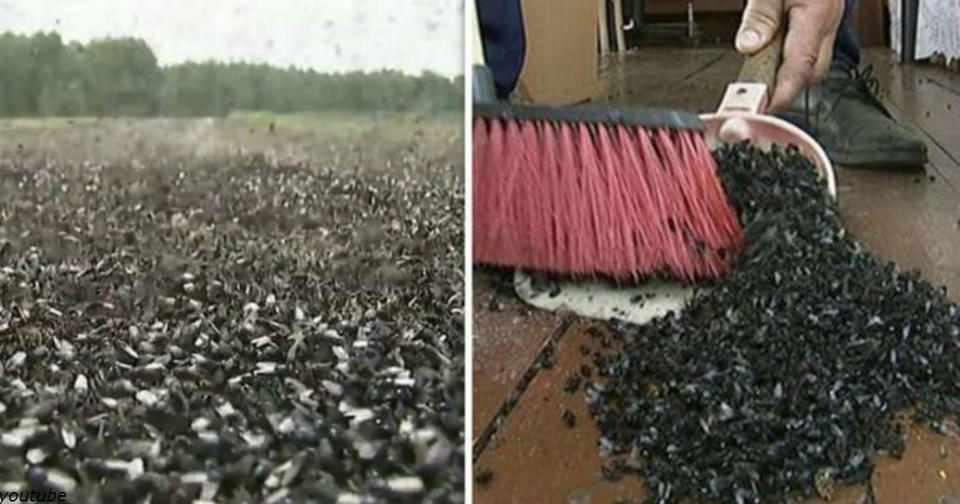Одну российскую деревню захватили целые полчища мух