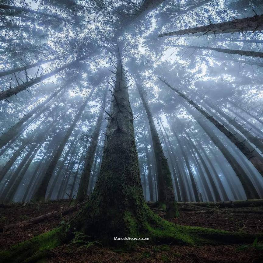 Итальянский фотограф запечатлел волшебную красоту леса снизу вверх