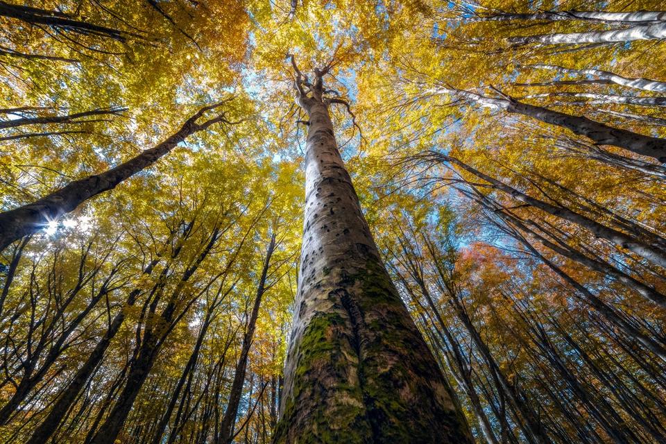 Итальянский фотограф запечатлел волшебную красоту леса снизу вверх