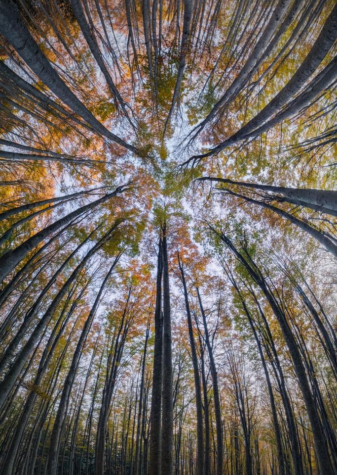 Итальянский фотограф запечатлел волшебную красоту леса снизу вверх