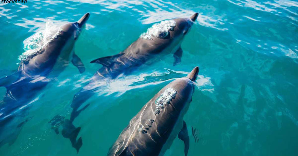 Канада запретила дельфинарии. На это есть важная причина