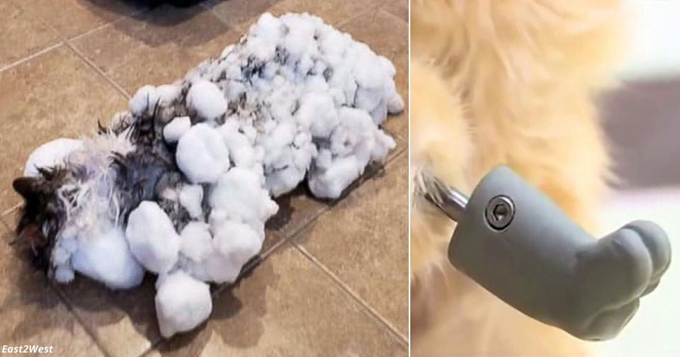 Впервые коту сделали бионические лапы после потери всех конечностей из за обморожения