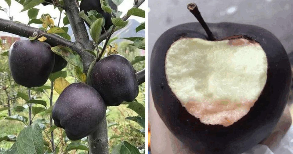 Черные алмазные яблоки продаются по  за штуку, но никто не хочет их выращивать