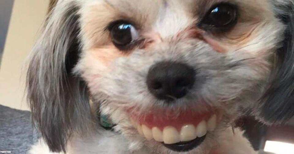 Он потерял свои ″зубы″, а когда заглянул под стол   увидел новую улыбку собаки