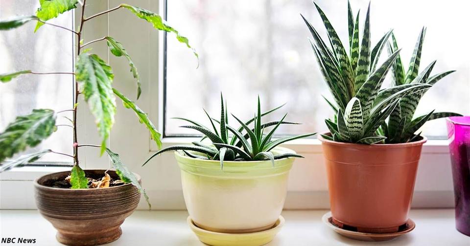 6 комнатных растений, которые избавляют от стресса и очищают воздух