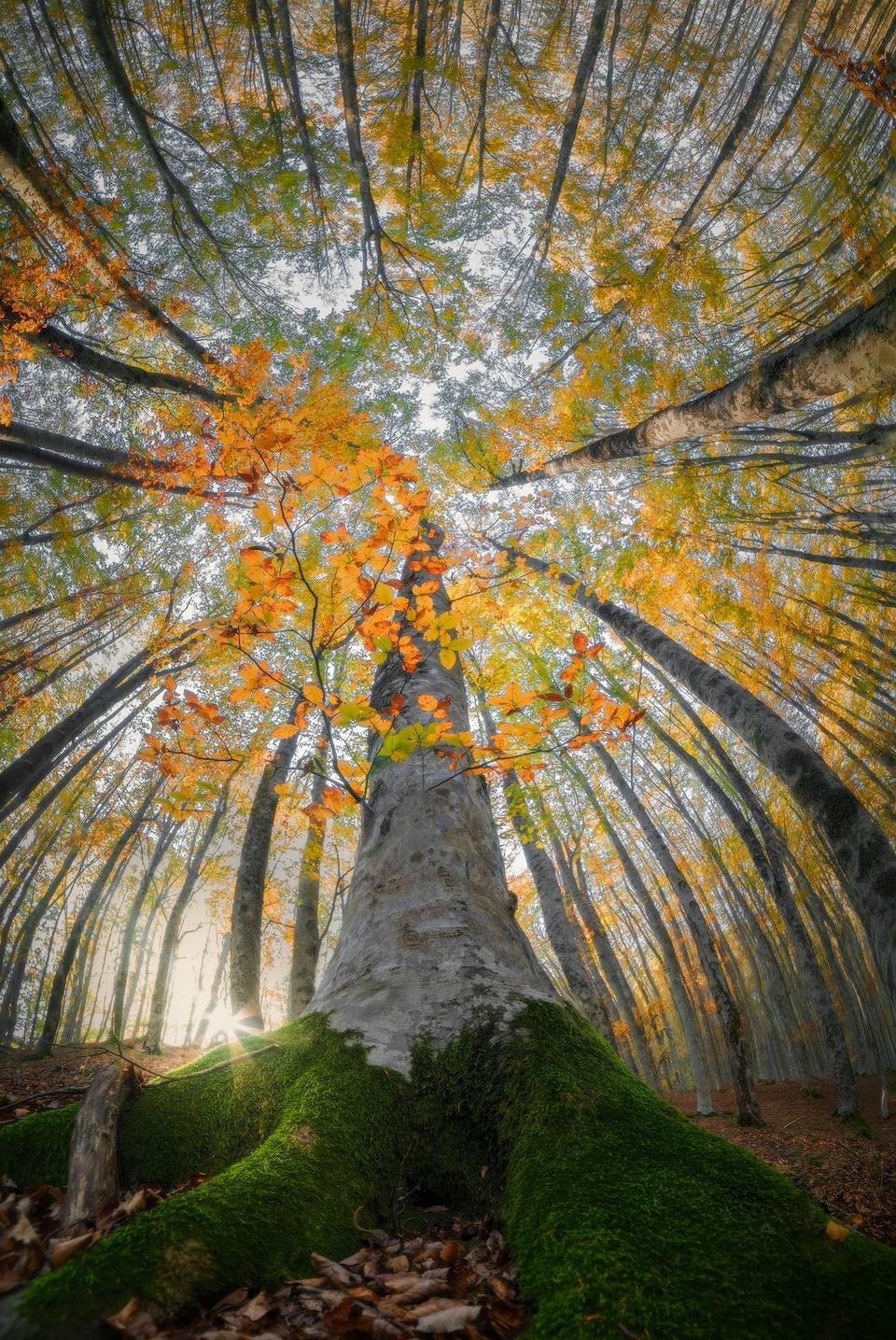 Итальянский фотограф запечатлел волшебную красоту леса снизу вверх