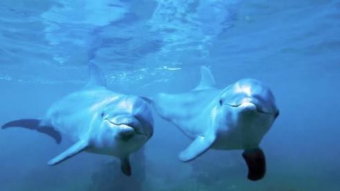 Канада запретила дельфинарии. На это есть важная причина