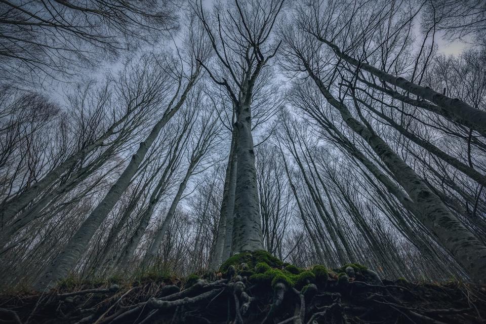 Итальянский фотограф запечатлел волшебную красоту леса снизу вверх