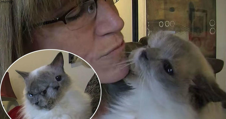 Двуликий кот Янус прожил 15 лет, установив этим рекорд Гиннесса