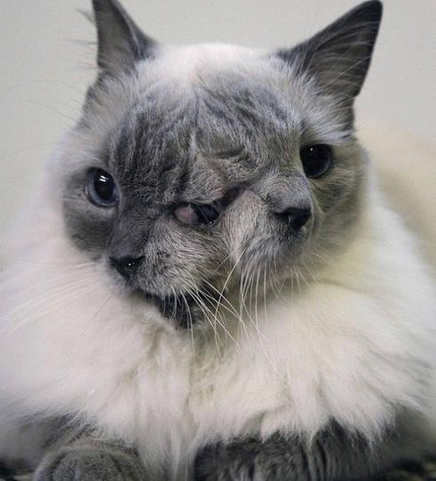 Двуликий кот Янус прожил 15 лет, установив этим рекорд Гиннесса