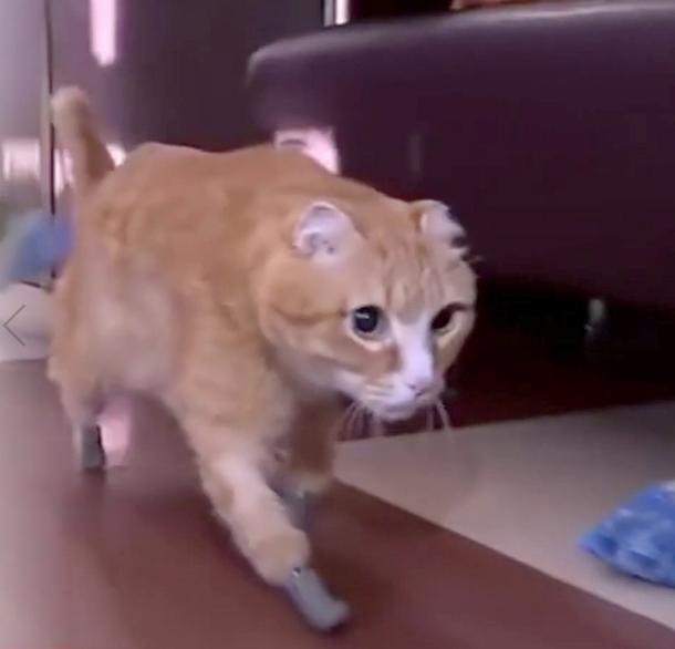 Впервые коту сделали бионические лапы после потери всех конечностей из-за обморожения