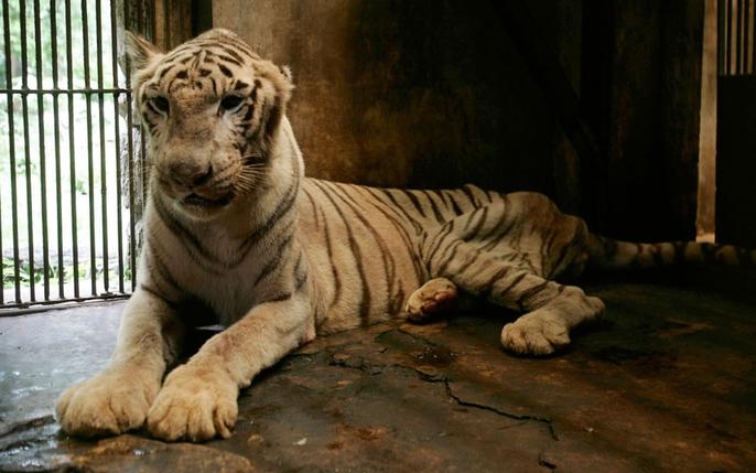 Это место считается ″самым жестоким зоопарком в мире″, и именно поэтому его нужно немедленно закрыть