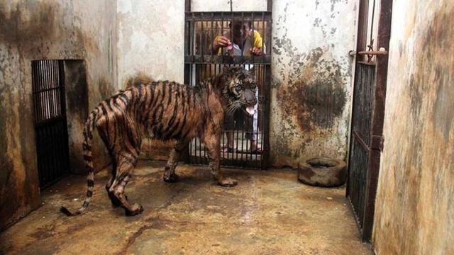 Это место считается ″самым жестоким зоопарком в мире″, и именно поэтому его нужно немедленно закрыть