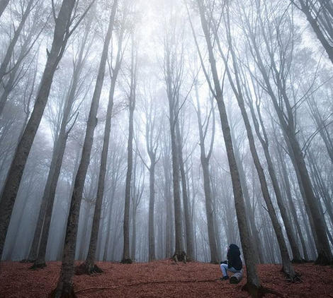 Итальянский фотограф запечатлел волшебную красоту леса снизу вверх