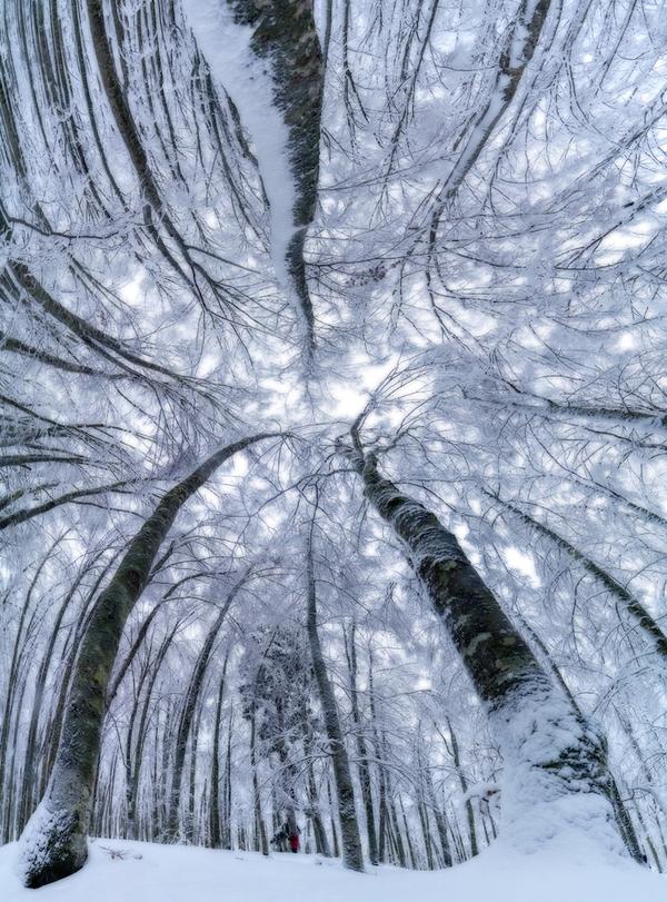 Итальянский фотограф запечатлел волшебную красоту леса снизу вверх