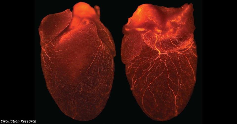 Учёные впервые вырастили целое сердце из стволовых клеток