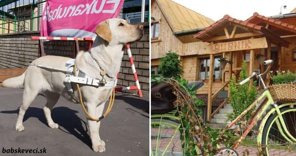 В Словакии мальчика с собакой поводырём выгнали из кафе