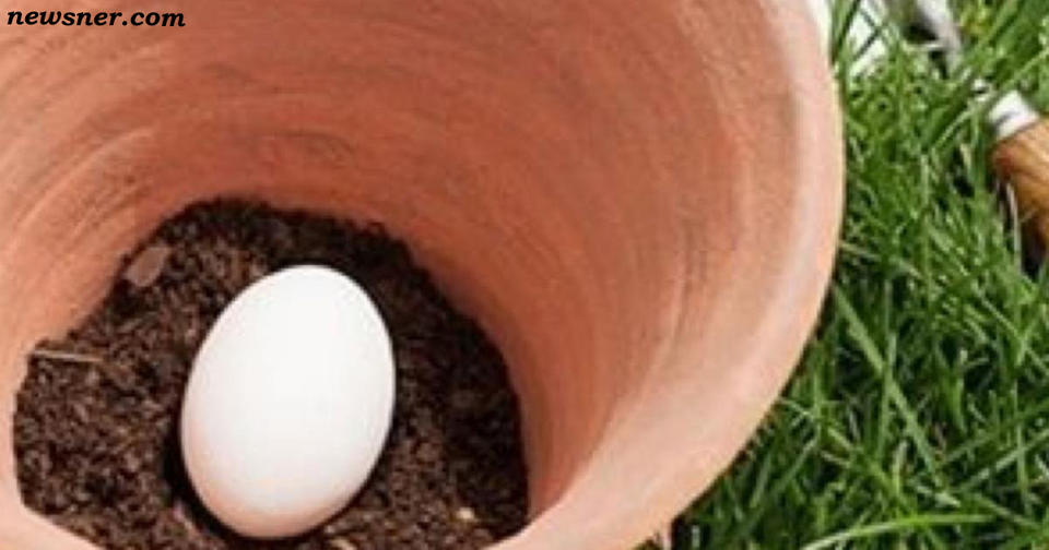 Сырое яйцо, «посаженное» в горшок с землей, будет служить отличным удобрением цветам или рассаде