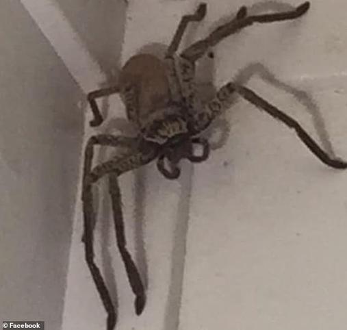 Австралийка спросила, что ей делать с этим пауком. Лучший совет - ″сжечь дом″