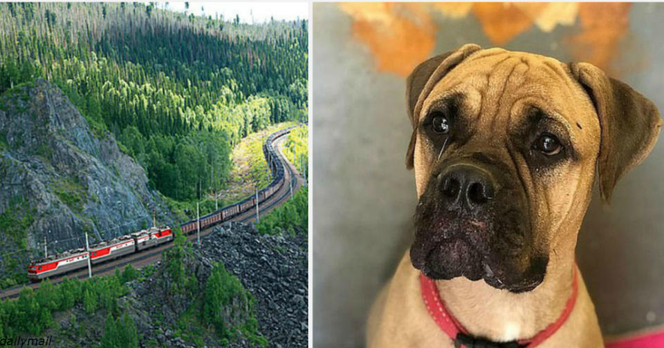 Брошенная в России собака прошла 200 километров, чтобы вернуться домой