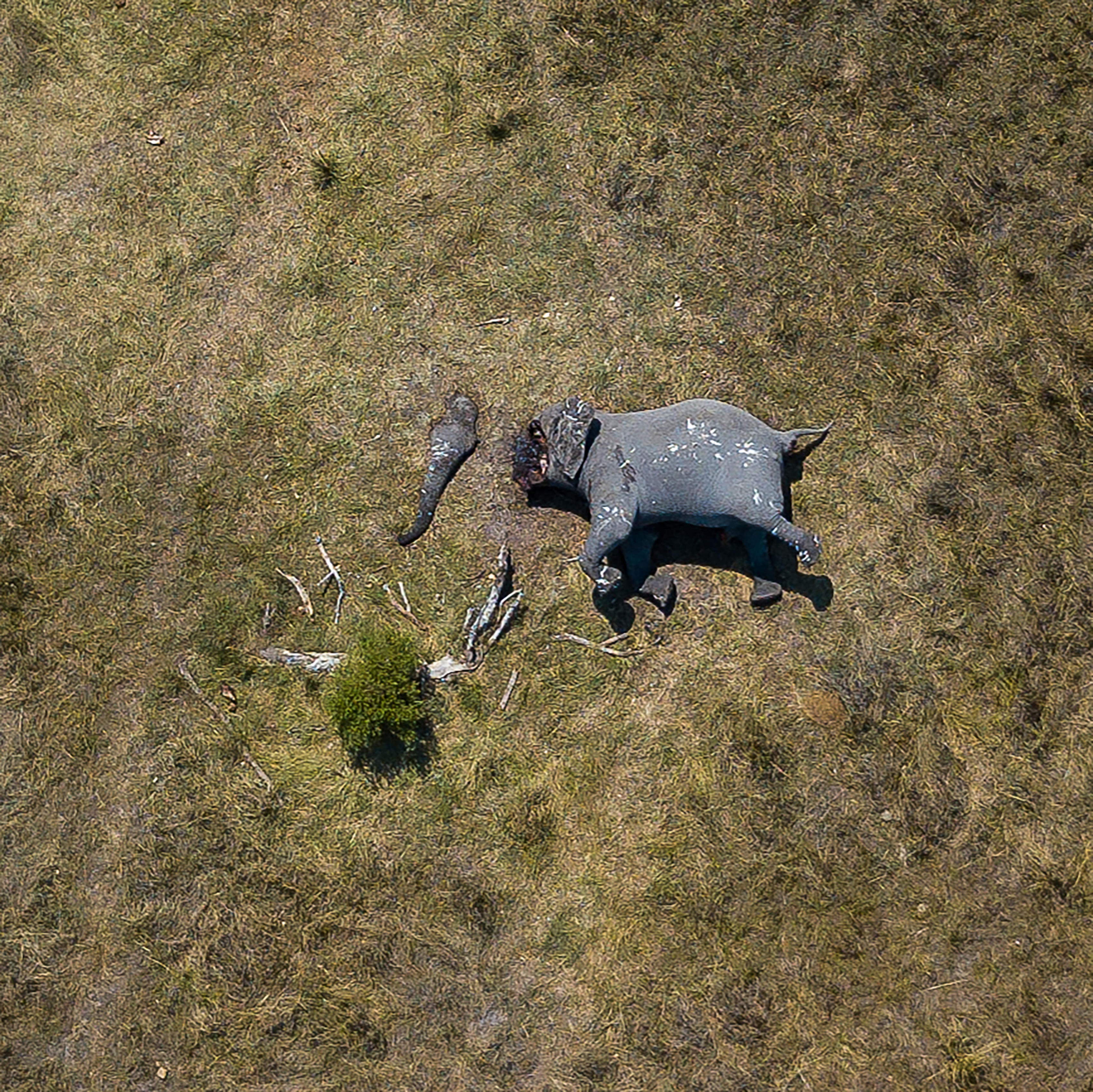 Шокирующее фото убитого слона показывает настоящий ужас браконьерства