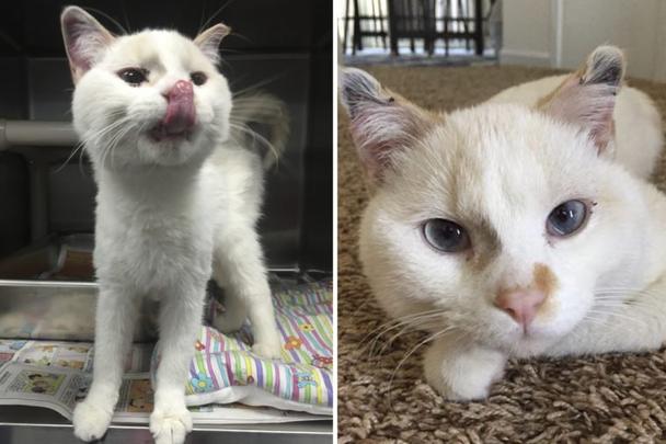 15 историй про бездомных котиков, которые обрели семью - и вернули нам веру в человечество