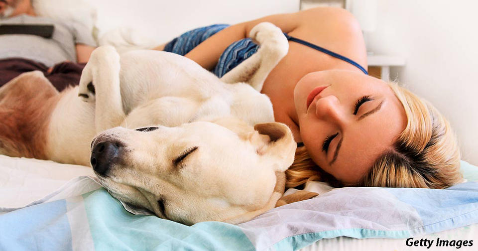 Психолог выяснил, что на самом деле видят собаки во снах