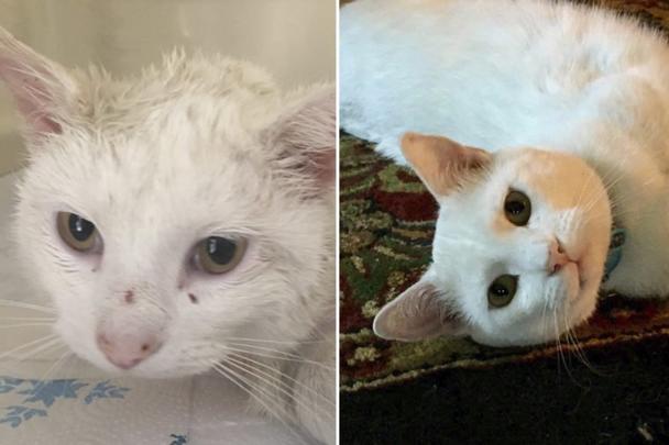 15 историй про бездомных котиков, которые обрели семью - и вернули нам веру в человечество