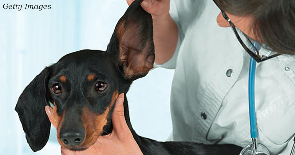 В Колумбии запретили обрезать собакам уши и хвосты