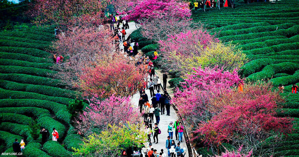 Забудьте про Японию: сакура красивее всего цветет в Китае. Вот фото