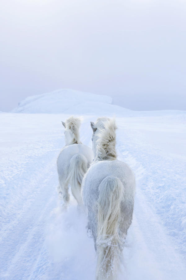 Фотограф заснял лошадей, которые бывают только в Исландии
