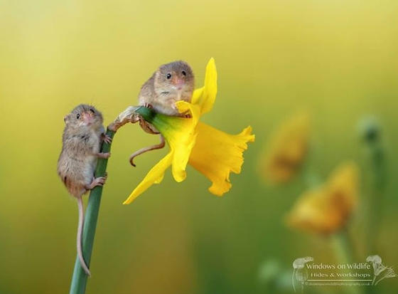 35 очаровательных фото полевых мышей, которые обожают собирать урожай