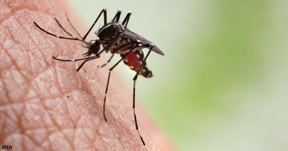Вот как правильно лечить укусы комаров без аптечных средств