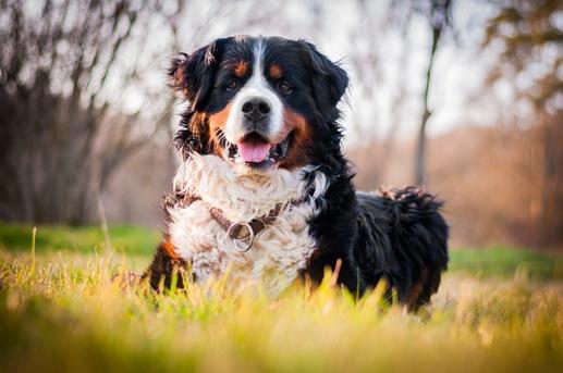 10 лучших пород собак для людей с сидячим образом жизни