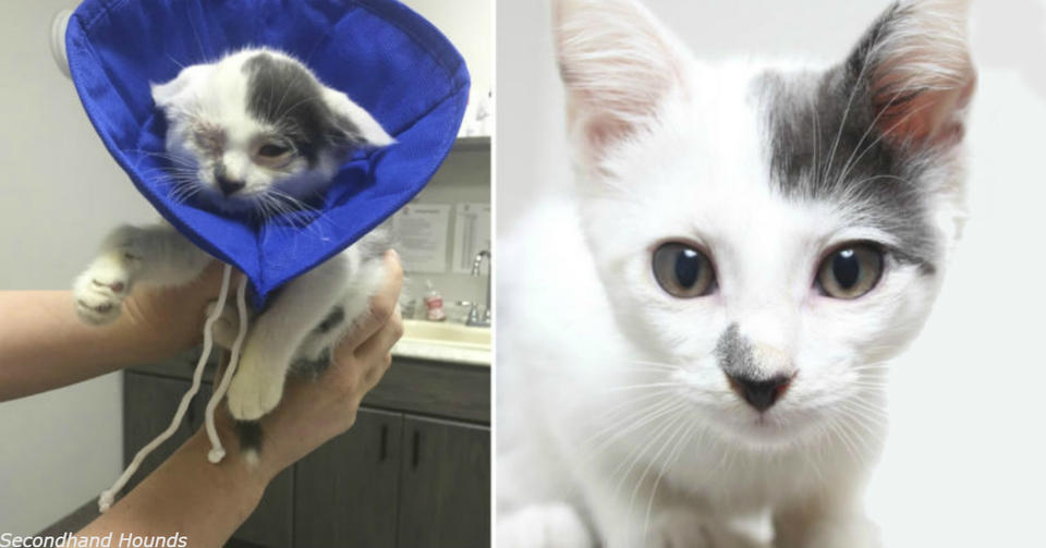 15 историй про бездомных котиков, которые обрели семью   и вернули нам веру в человечество