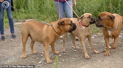 Брошенная в России собака прошла 200 километров, чтобы вернуться домой