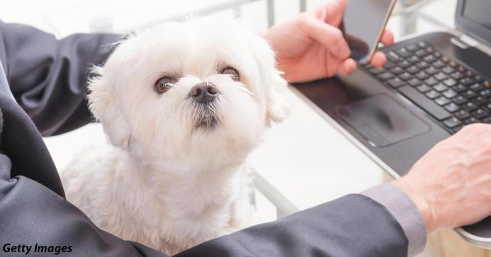 Собака на работе улучшает психическое здоровье работников, говорят ученые