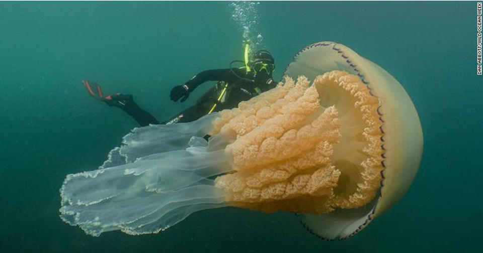 Гигантская медуза у берегов Англии ошеломила дайвера   а потом и всю страну